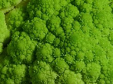 Broccoflower Broccoflower