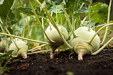 Kohlrabi Kohlrabi
