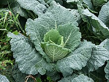 Savoy Cabbage